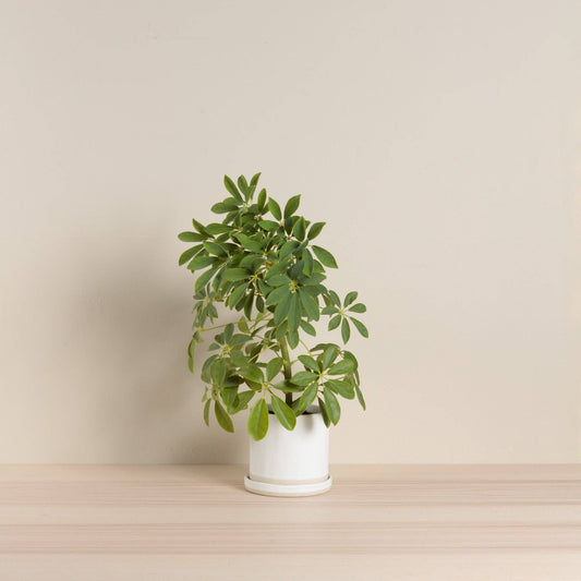 Organics Planter & Tray - Oatmeal
